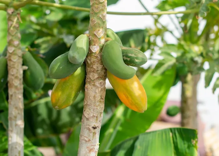 Little Paradise In El Medano 2 *