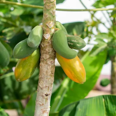 Little Paradise In El Medano 2 *